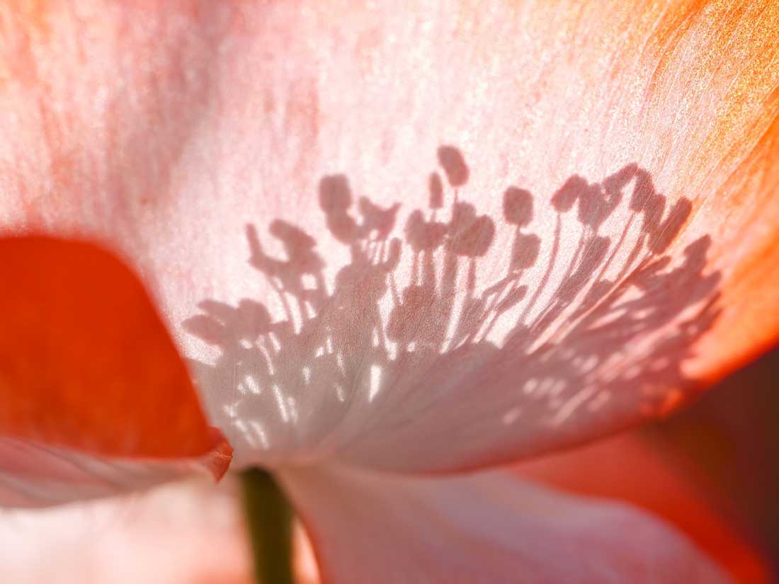 fiore