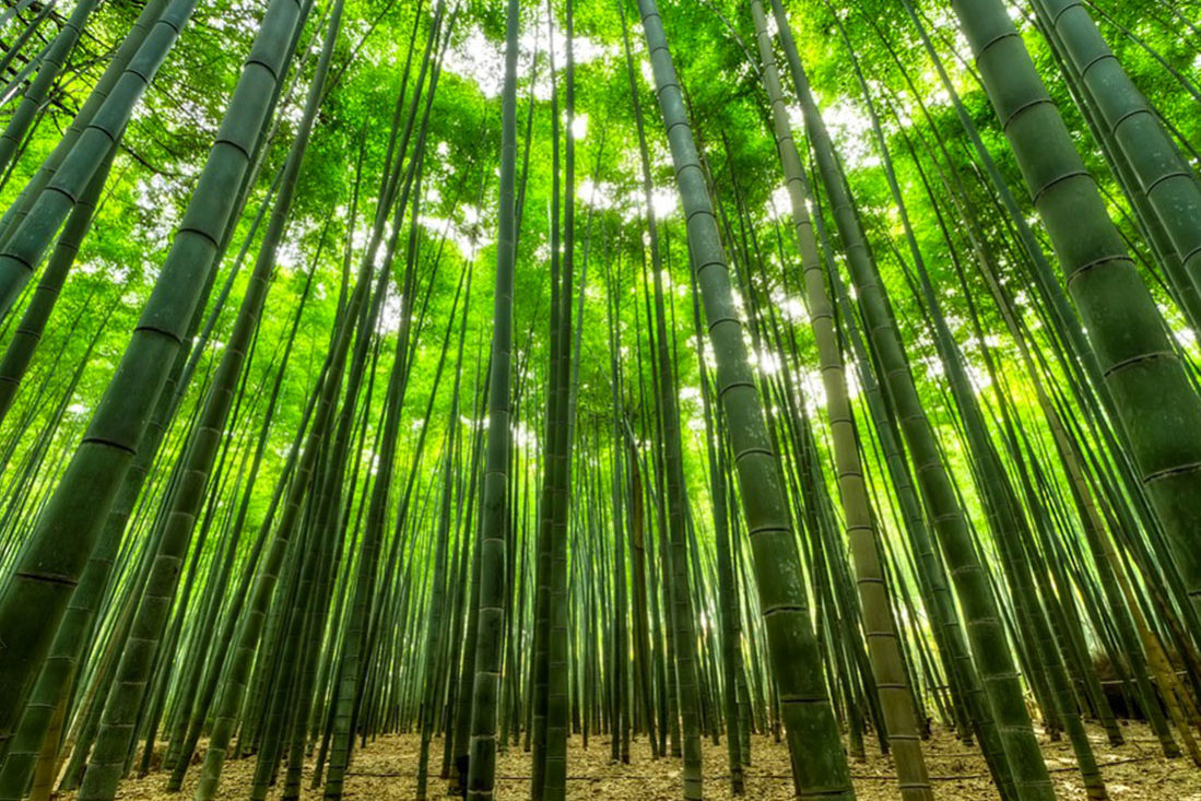 Gli anni della foresta Gli anni della foresta