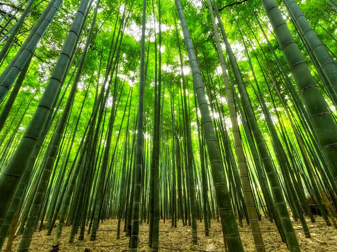 Gli anni della foresta