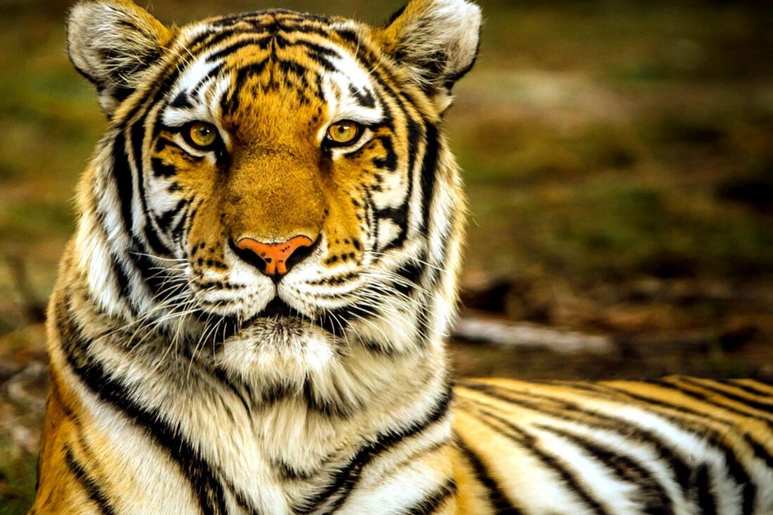 bioenergetica Osho Pulsation con Magna