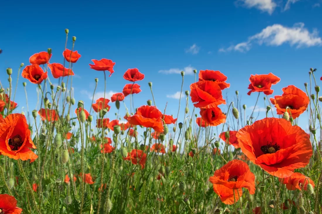 corso costellazioni sistemiche