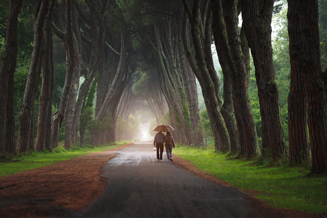 Gli anni della foresta
